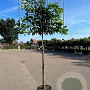 Prunus l. 'Novita' 14-16 cm 35L leivorm 200 cm stam