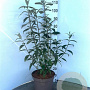 Buddleja d. 'Black Knight' 60-80 cm 10L