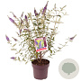 Buddleja d. 'Empire Blue' 80-100 cm 10L