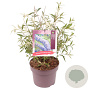 Buddleja d. 'Nanho Blue' 40-50 cm 5,0L