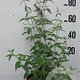 Buddleja weyer. 'Flower Power' 60-80 cm 10L