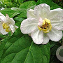 Calycanthus chinensis 250-300 cm draadkluit struik