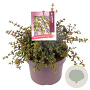 Ceanothus 'Emily Brown' 25-30 cm 5,0L