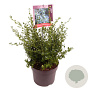 Ceanothus impressus 'Victoria' 40-45 cm 7,5L