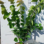 Cercis chinensis 100-125 cm 10L struik