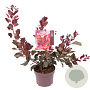 Cotinus Dusky Maiden 40-50 cm 3,0L