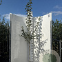 Crataegus media 'Paul's Scarlet' 200-250 cm 5,0L