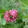 Crataegus media 'Rubra Plena' 350-400 cm draadkluit meerstammig