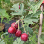 Crataegus schraderiana 200-250 cm 5,0L
