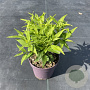 Deutzia gracilis 20-25 cm P13