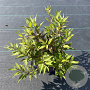 Deutzia gracilis 'Nikko' 20-25 cm P13