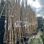 Wisteria sinensis 'Prematura' 275 cm 9L Gestokt