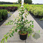 Amelanchier lamarckii 60-80 cm 10L