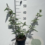 Buddleja d. 'Empire Blue' GM 2,0L