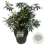 Choisya Green Fingers GM 10L