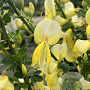 Cytisus praecox 'Allgold' 30-40 cm 3,5L