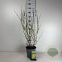Forsythia int. 'Lynwood' 60-80 cm cont. 65L