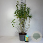 Forsythia int. 'Lynwood' 100-125 cm 10L