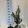 Ilex aq. 'Alaska' 40-50 cm met kluit