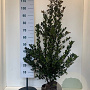 Ilex meserv. Heckenblau 100-125 cm met kluit