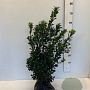 Ilex meserv. 'Heckenstar' 50-60 cm met kluit