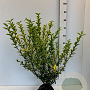 Ligustrum oval. 'Aureum' 60-80 cm met kluit