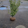 Ligustrum oval. 'Aureum' 80-100 cm met kluit