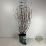 Spiraea billardii 60-80 cm cont. 65L