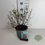Spiraea jap. 'Anthony Waterer' 30-40 cm 3,5L