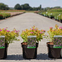 Spiraea jap. 'Golden Princess' 25-30 cm 3,5L
