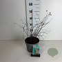 Spiraea vanhouttei 30-40 cm 3,5L