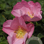 Rosa (R) Dagmar Hastrup GM C1.5 eigen wortel