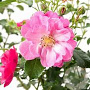 Rosa (M) Hotline GM C1.5 eigen wortel