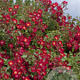Rosa (H) Red Meidiland GM C1.5 eigen wortel