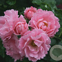 Rosa (H) Sommerwind GM C1.5 eigen wortel