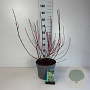 Cornus alba 'Sibirica Variegata' 50-60 cm 10L