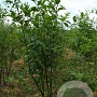 Euonymus europaeus 200-250 cm draadkluit struik
