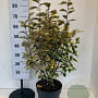 Elaeagnus ebb. 'Gilt Edge' 60-80 cm 10L