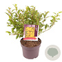 Forsythia int. Minigold 30-40 cm 3,0L