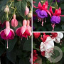 Fuchsia mix GM 2,0L