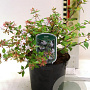 Abelia grandifl. 'Francis Mason' 25-30 cm 2,0L
