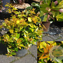 Abelia grandifl. 'Gold Spot' 60-80 cm 10L