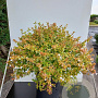 Abelia grandifl. 'Kaleidoscope' 60-80 cm 15L