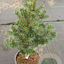 Abies grandis 40-60 cm 5,0L