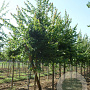 Acer buergerianum 14-16 HO draadkluit 3 X verplant