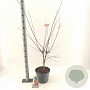 Acer pal. Brown Sugar 80-100 cm 10L