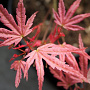 Acer pal. 'Phoenix' 80-100 cm 40L