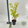 Acer pal. 'Summer Gold' 40-50 cm 3,0L