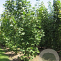 Acer platanoides 300-350 cm draadkluit meerstammig