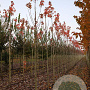 Acer rubrum 'Autumn Flame' 10-12 HO draadkluit